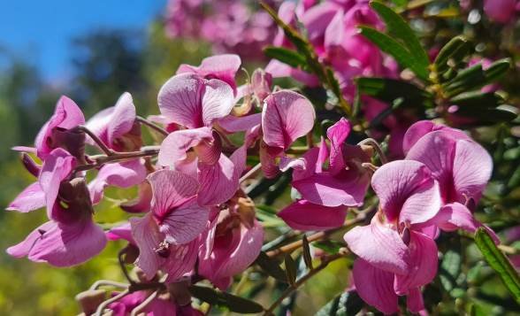 Virgilia divaricata flowers